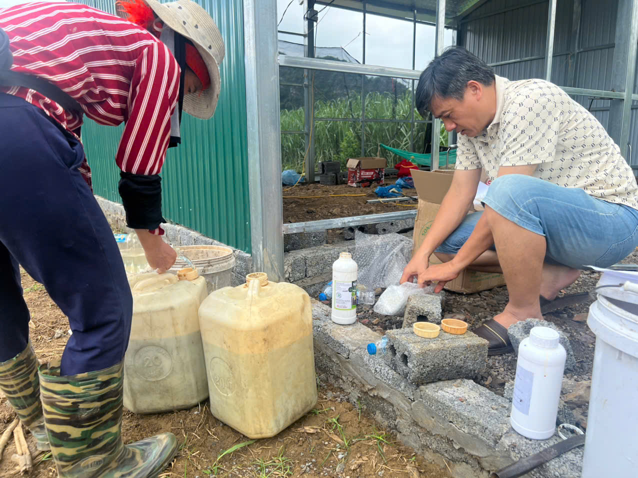 Bón phân hữu cơ vi sinh cho cây bạc hà SW88 tại vườn thaoduocxanh