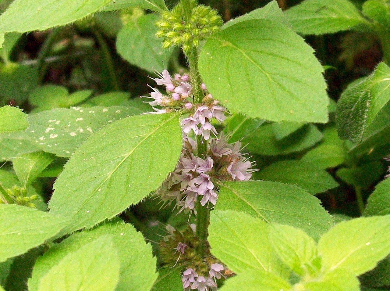 Cây bạc hà á Mentha arvensis