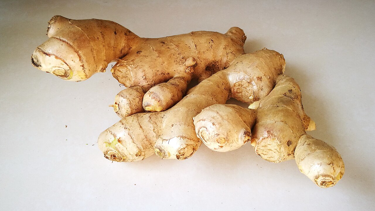 Củ gừng Zingiber officinale