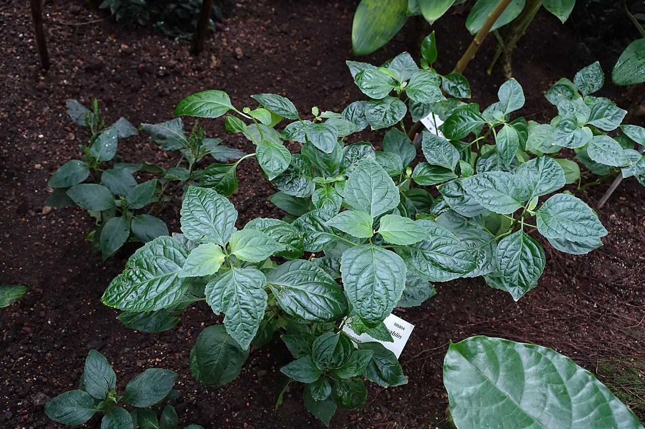 Cây hoắc hương Pogostemon cablin