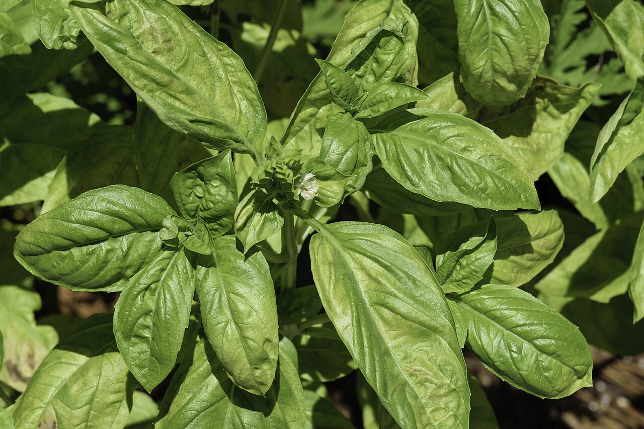 Cây húng quế Ocimum basilicum