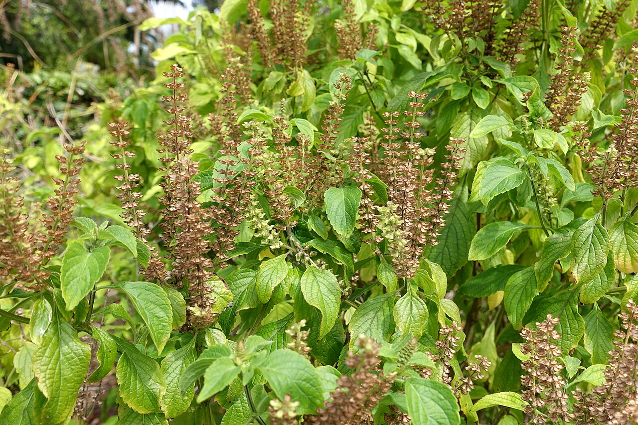 Cây hương nhu trắng Ocimum gratissimum