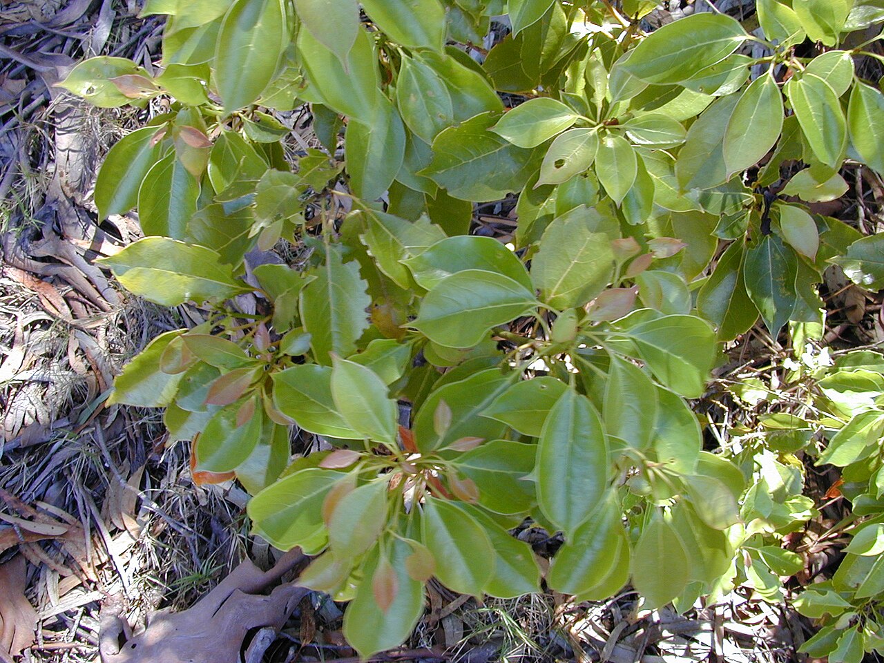 Lá cây long não Cinnamomum camphora
