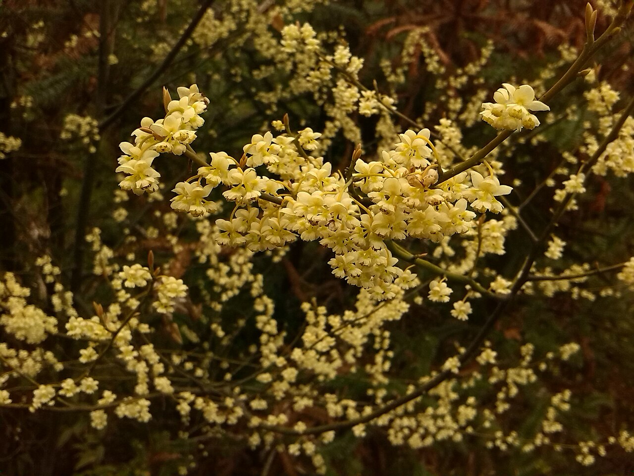 Cành màng tang Litsea cubeba