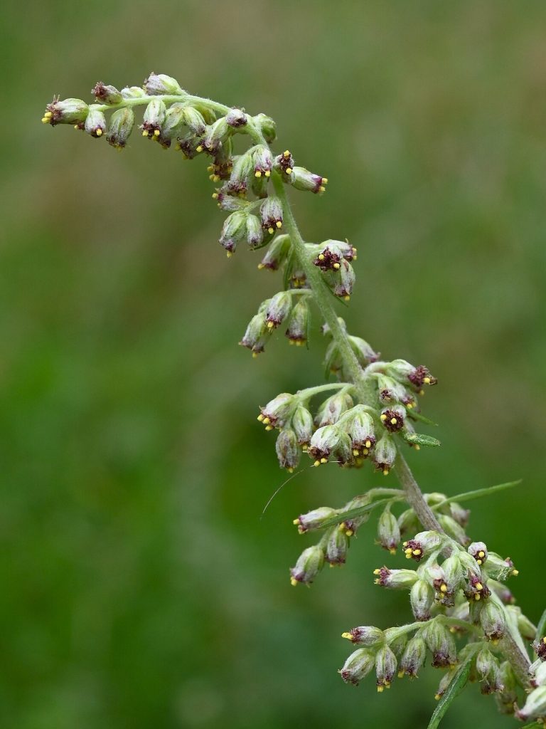 Cụm hoa ngải cứu (Artemisia vulgaris)