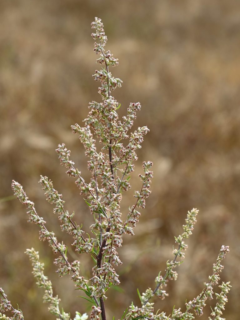 Cây ngải cứu (Artemisia vulgaris) với lá xẻ thùy