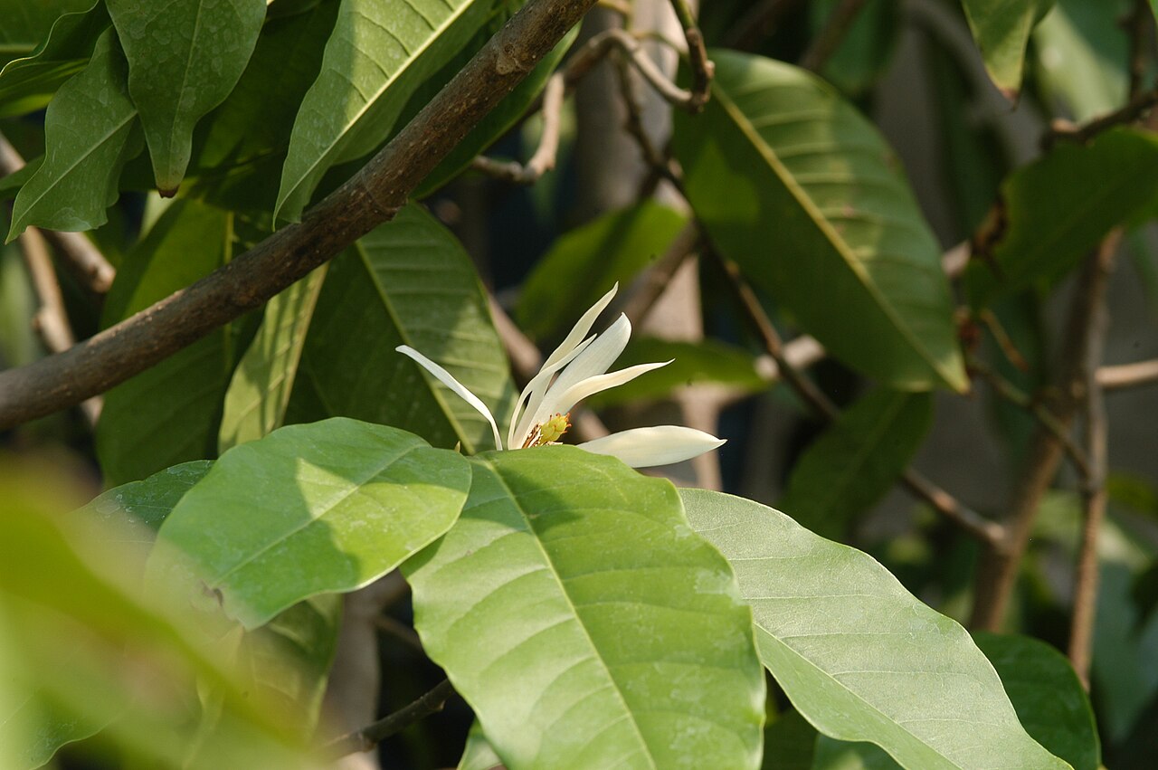 Cây ngọc lan trắng Michelia × alba