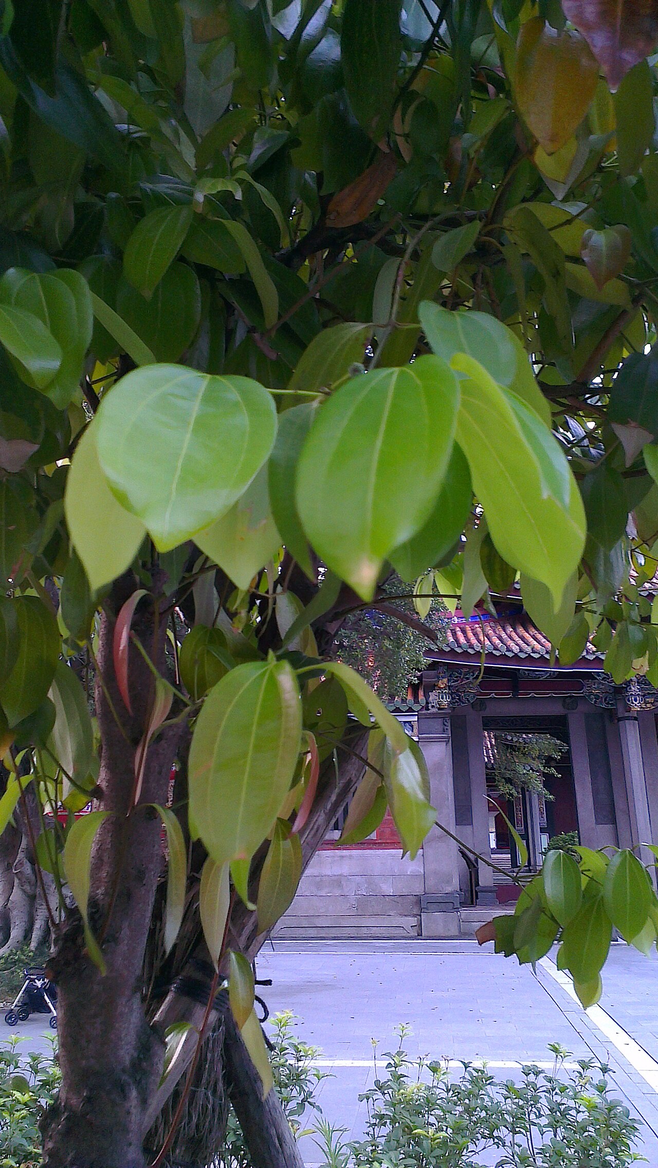 Lá quế Cinnamomum cassia