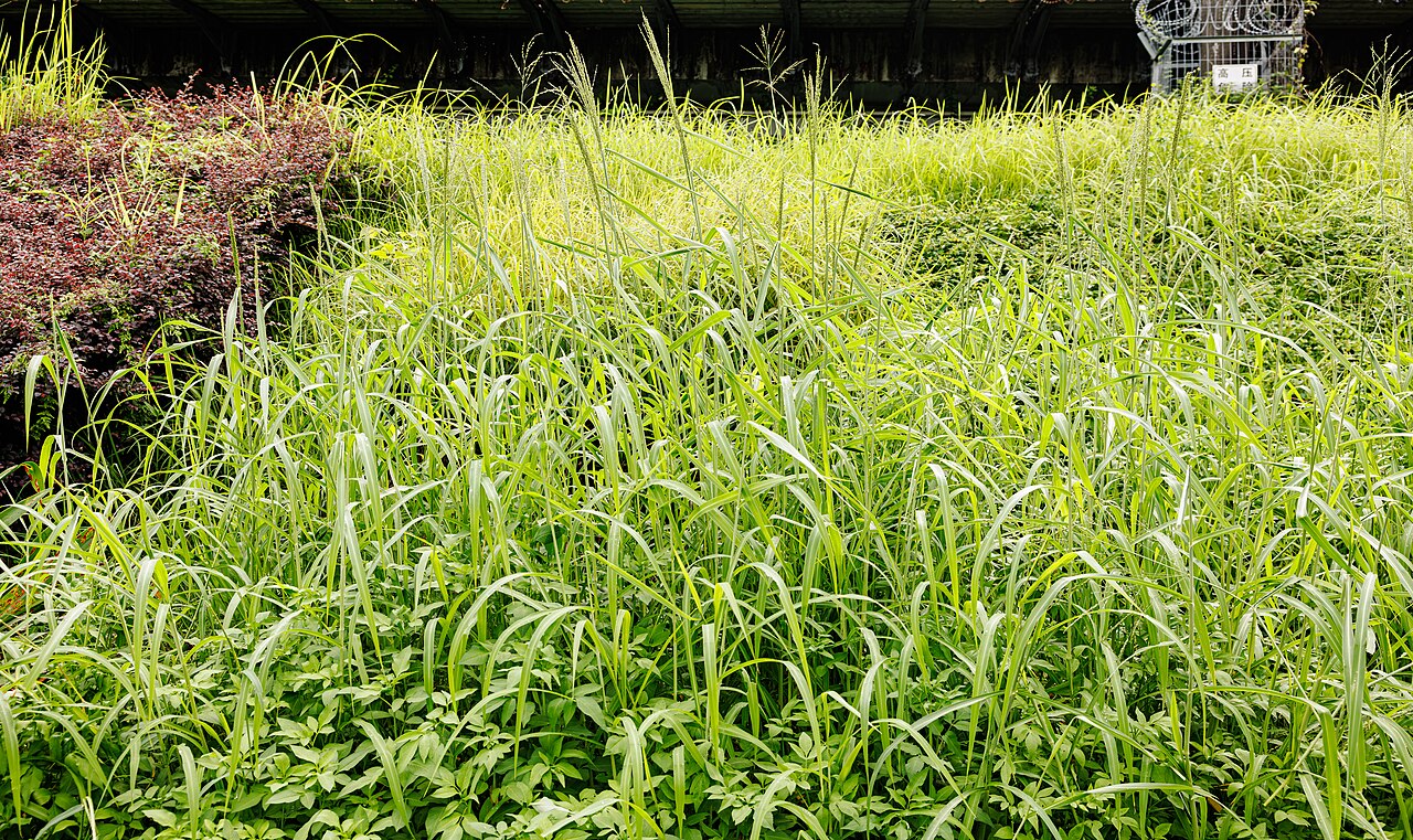 Ruộng sả Java Cymbopogon winterianus