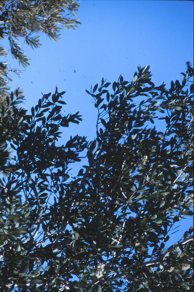 Niaouli (Melaleuca quinquenervia) foliage with its typical parallel veins
