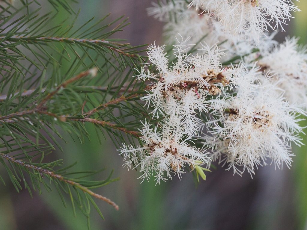 Hoa và lá cây tràm trà Melaleuca alternifolia